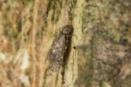 Aaroniella badonneli